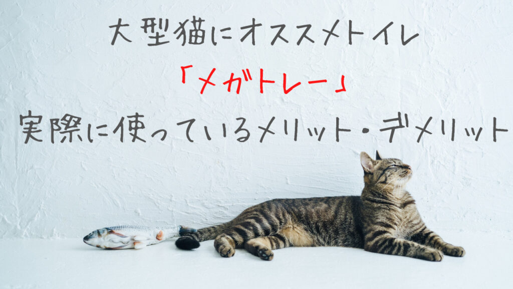 大型猫にオススメのトイレ？「メガトレー」を実際に使っている我が家がメリット・デメリットを紹介