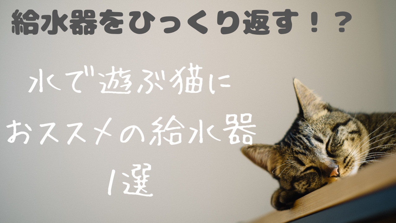 猫の水遊び対策！おススメの給水器|水飲み器1選