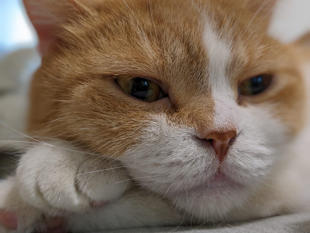ちゃちゃまる